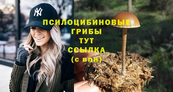 хмурый Аркадак